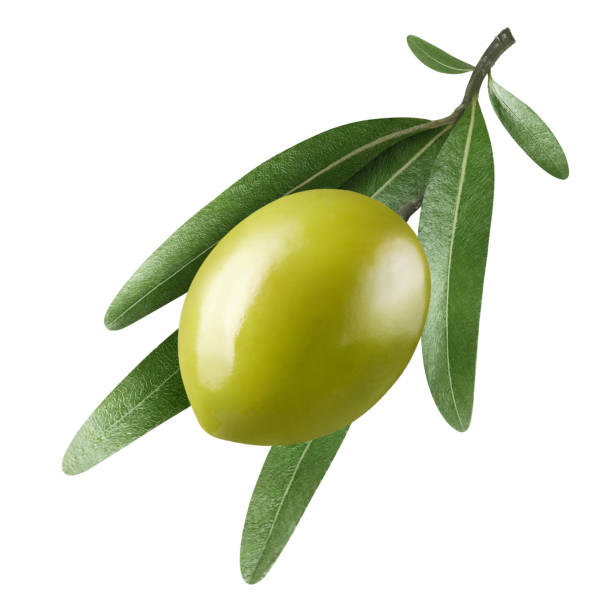 istock Olive branch with green olive on white 1409186339