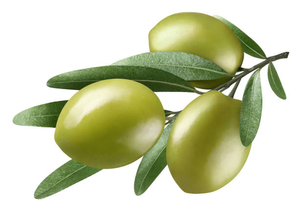 istock Olive branch with three green olives on white 1409186961