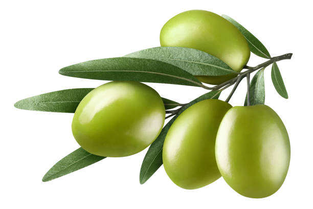 istock Olive branch with four green olives on white 1409186963