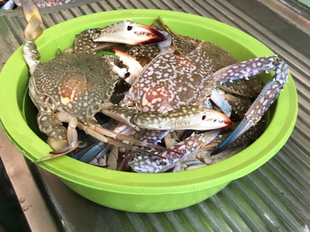 istock photo of crab to be cooked 1409187933