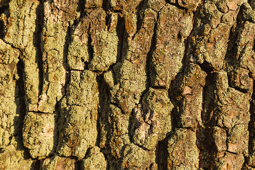 The texture of bark of tree with lichen close-up. Natural background.