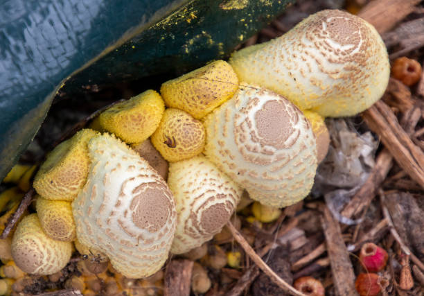 yellow white mushrooms stock photo