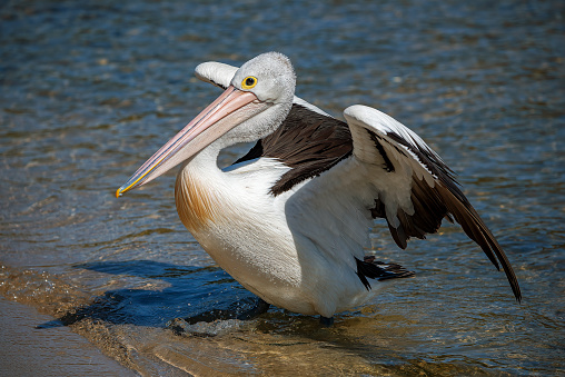 White pelican spread its wings on the pond
