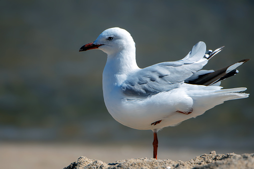 Seagull grooming and stretching on sand