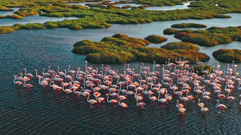 Flock of flamingos walking through shallow water