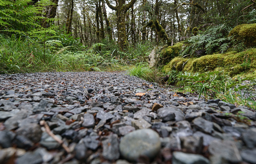 Stone or shingle path through luxuriant New Zealand rainforest in South Ilsand.