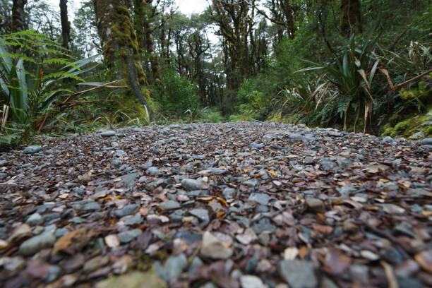 istock Stone or shingle path through New Zealand bush 1409203629