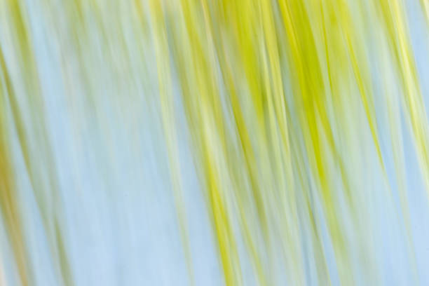 istock Abstract nature impressionist wetland vegetation 1409203671