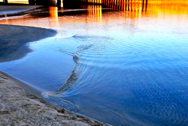 Tidal eddy flowing along the banks of the Santa Ana River in the late afternoon light