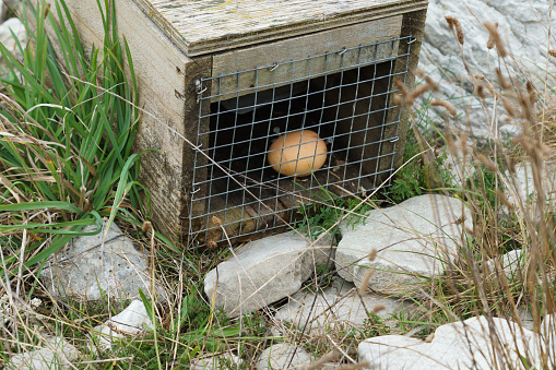 pest trap with egg to attract unwanted environmental pests in new Zealand.