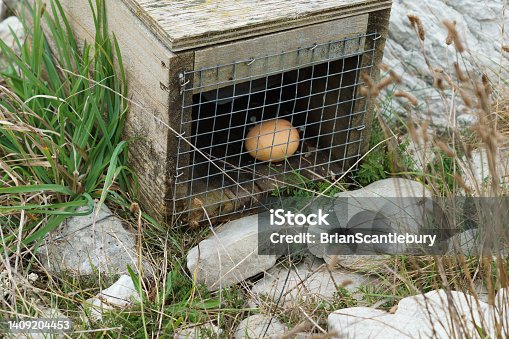 istock pest trap with egg to attract unwanted environmental pests 1409204453