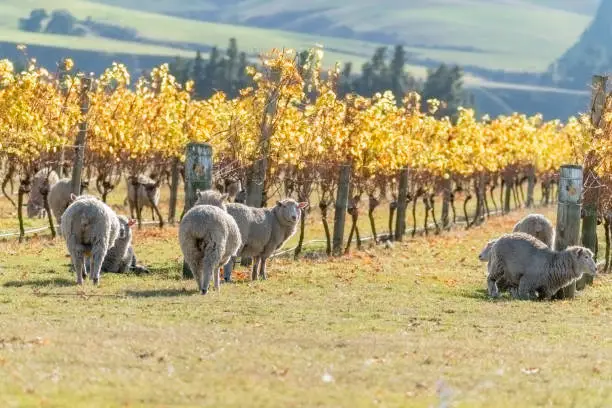 Sheep  grazing under vineyards.