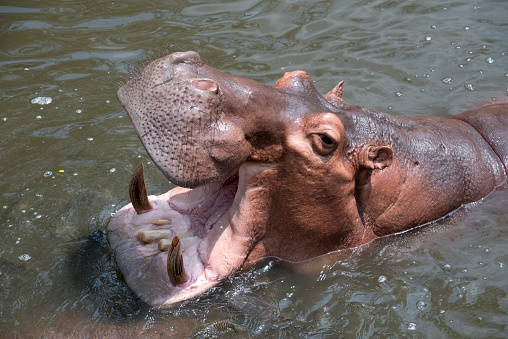 The hippopotamus is a ferocious animal