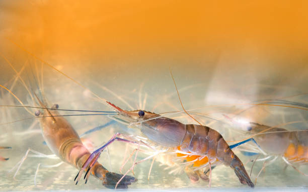 istock Giant freshwater prawn in water 1409205565