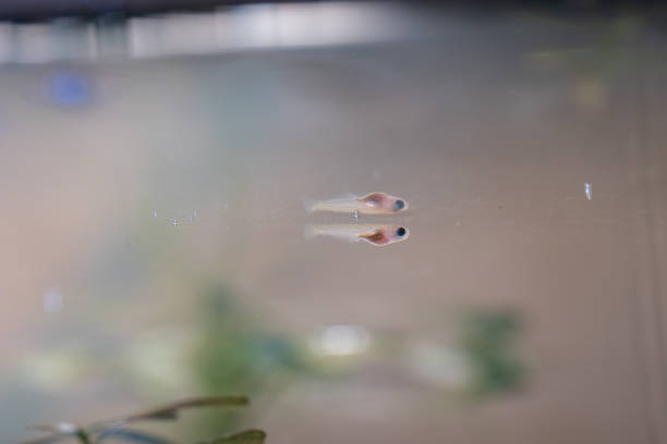 Japanese killifish fry in a bottle aquarium