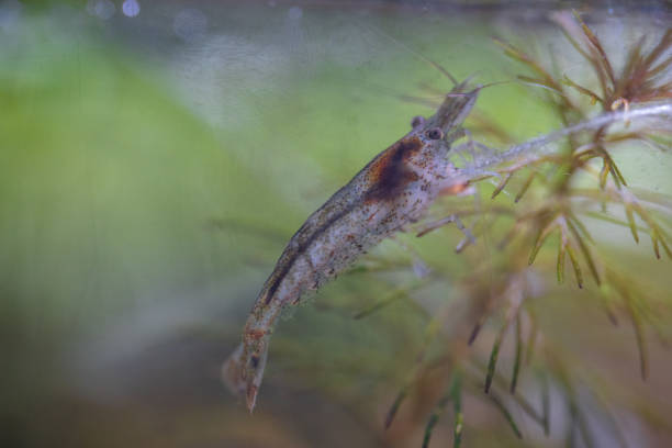 istock Freshwater shrimp in a bottle aquarium 1409206737