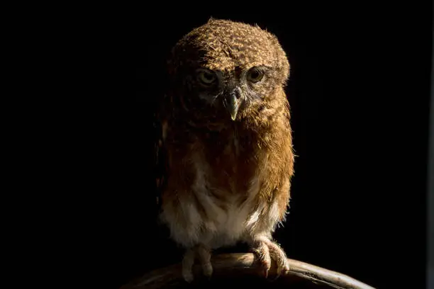 Photo of Little owl sleeping and caught on a branch tree on isolated black background. The lucky owl for the new year. Burrowing owl. The large yellow owl eyes. Animal, Wildlife, Birds, Poultry.