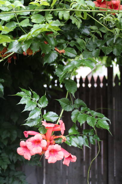 istock neighborhood blooms and florals (mixed flowers, plants, and vines) 1409212665
