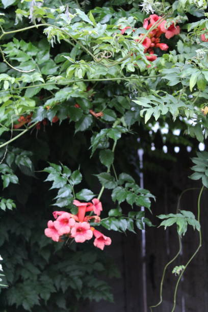 istock neighborhood blooms and florals (mixed flowers, plants, and vines) 1409212667