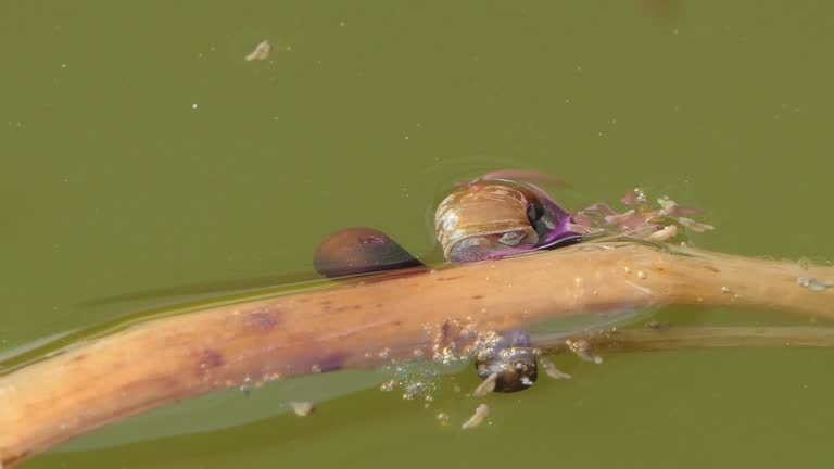 Shellfish crawling on plant in pond.