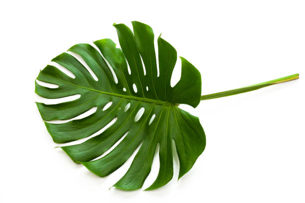 istock Beautiful Tropical leaf isolated on white background. 1409212828