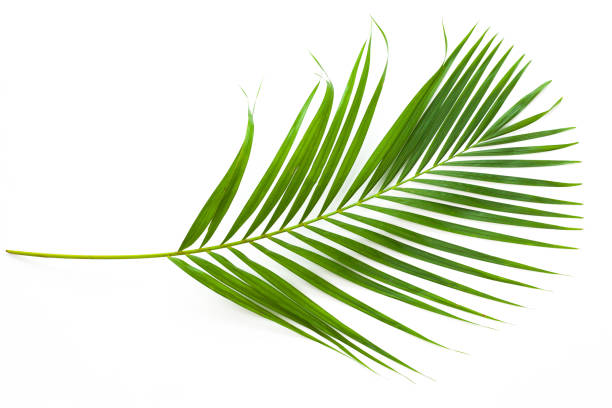 leaves of coconut palm tree isolated on white background. stock photo