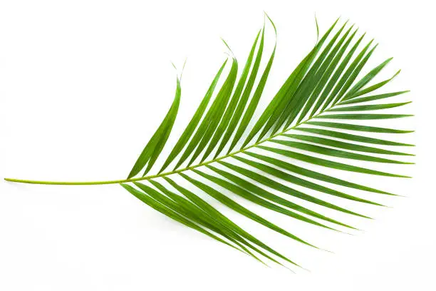 leaves of coconut palm tree isolated on white background, summer background.