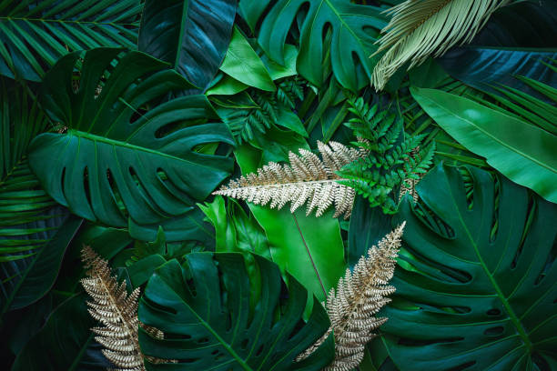 closeup nature view of palms and monstera and fern leaf background. stock photo