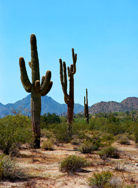 istock Saguaro Cactus Sonora desert Arizona 1409213732