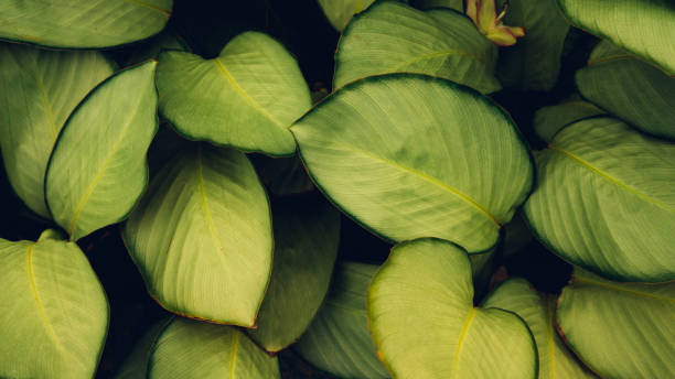 istock Full Frame of Green Leaves Pattern Background. 1409213739