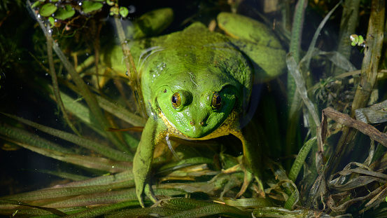 Green pond frog (Euphlyctis Hexadactylus) overhead close-up shot.