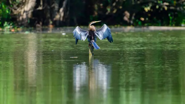 Oriental darter perch on a pole in the lake and spread wings, drying out wings in the morning.