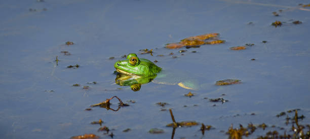 istock Indian five-fingered frog peeking out from the water surface. 1409214998
