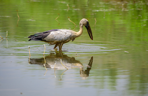 Asian openbill stork stands still in the shallow water stream, waiting patiently for fish. stork casting a reflection on the water surface.