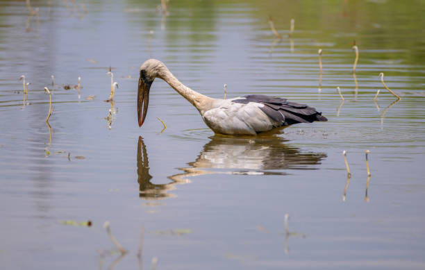 in the shallow waters and waiting for fish. stork casting a reflection on the water surface. in the shallow waters and waiting for fish. stork casting a reflection on the water surface. african openbill anastomus lamelligerus stock pictures, royalty-free photos & images