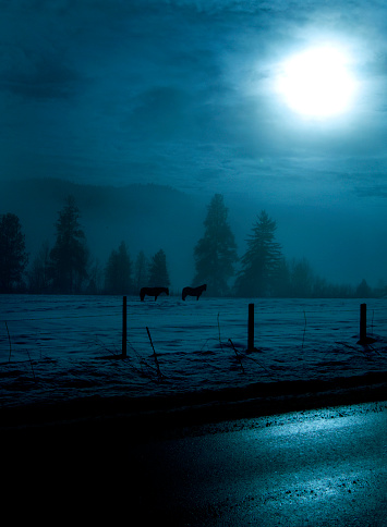 Horses stand in field, lit by bright moonlight