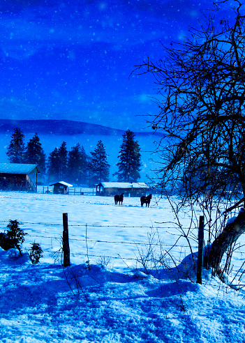 Two horses stand in winter pasture on moonlit night