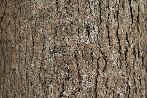 Bark of cork oak (Quercus suber) tree. Luogosanto. Province of Sassari. Sardinia. Italy.