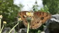 istock Beauty In Nature, Junonia coenia, known as the common buckeye or buckeye Butterfly On flower, Slow Motion video, HD Format 1409216449
