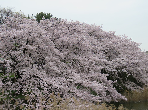 A wonderful cherry blossom in Nagoya city.