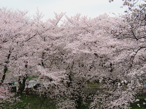 Chidorigafuchi Park, located in the center of Tokyo, is one of the most beautiful and popular places in Tokyo to enjoy cherry blossom viewing (Hanami). \nWe can enjoy Hanami here from both boat and land. Unfortunately, however, due to Coronavirus pandemic this season, there was no people enjoying Hanami from boat on the moat and very few from foot path around the moat. We can recognize lots of fallen flower petals on the water.