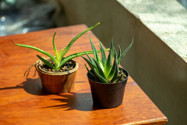 istock Aloe Vera and Haworthia Zebra 1409223339