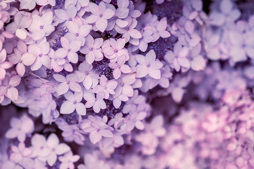 Mountain Hydrangea bush, Hydrangea serrata 'Little Geisha\