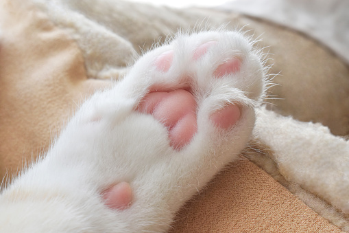 Cat sleeping in cat bed.  Close up of cat toe beans.