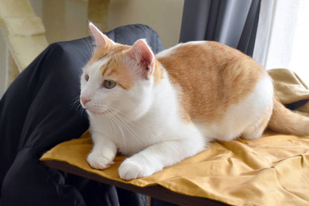 istock Ginger and white cat sitting on the table. 1409225728