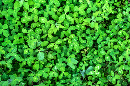 Thick leaves of meadow clover as a natural background. Texture and pattern of green foliage