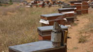 istock Large group of bee hives 1409230404
