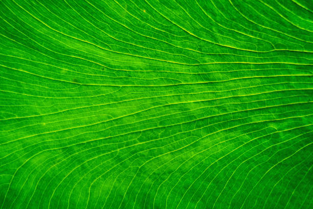 Nature background green natural blur leaf wallpaper and fresh concept space garden ecology with closeup greenery beautiful environment abstract color plant for your pattern texture summer tree spring