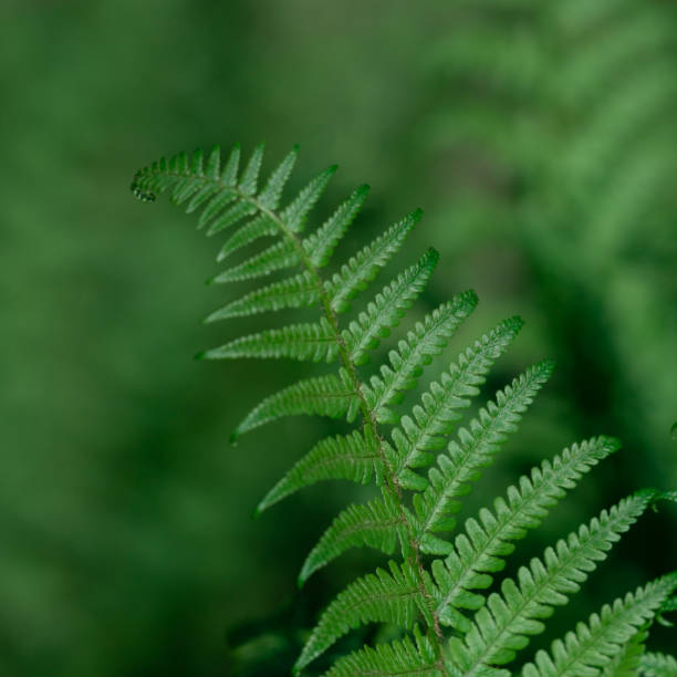 istock Natural light green fern wallpaper. 1409234265