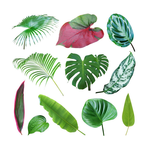 istock Set of Tropical Leaves Isolated on White Background with Clipping Path 1409234498